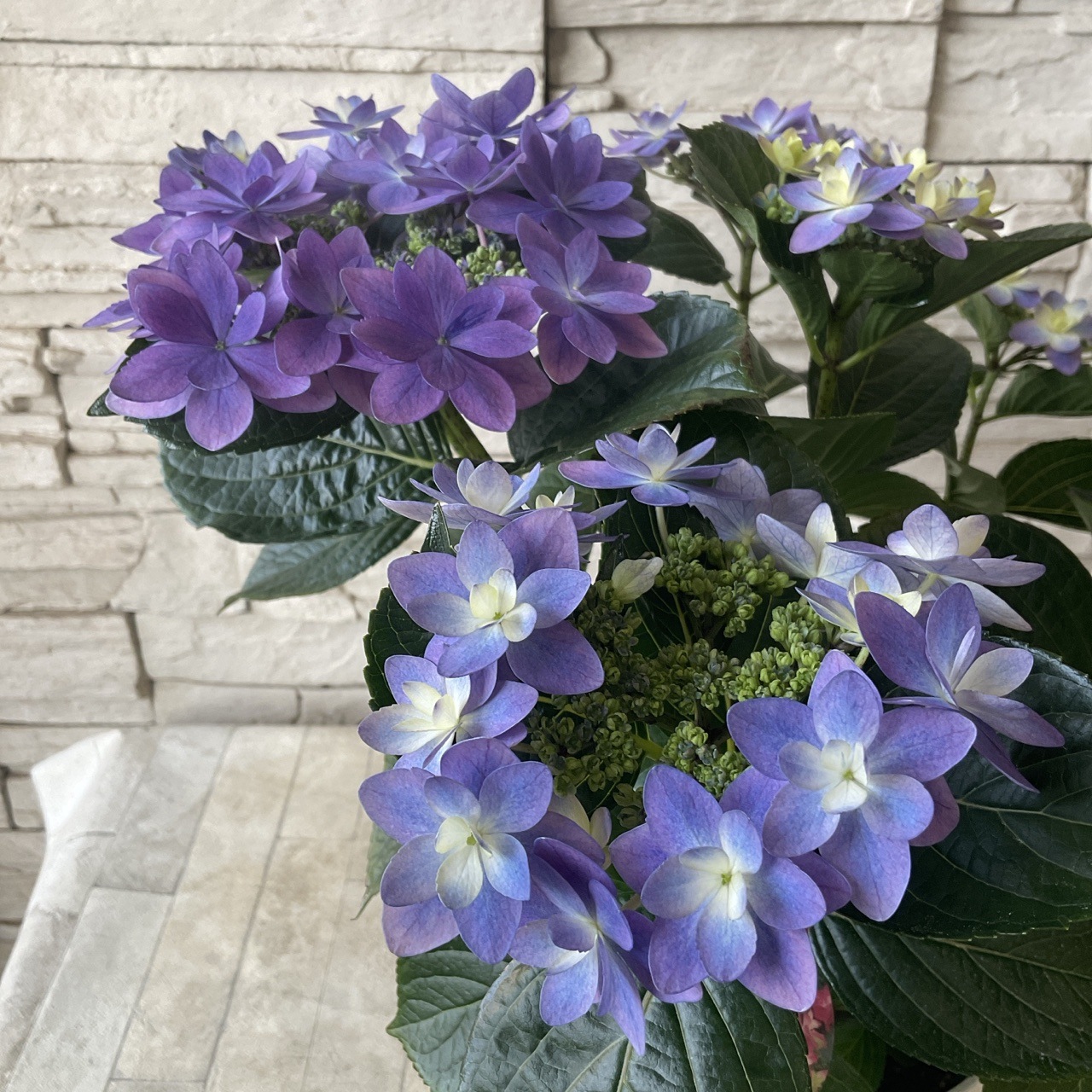 アジサイ ダンスパーティーハッピー ブルー | 鉢花・花苗 | 橋本種苗園