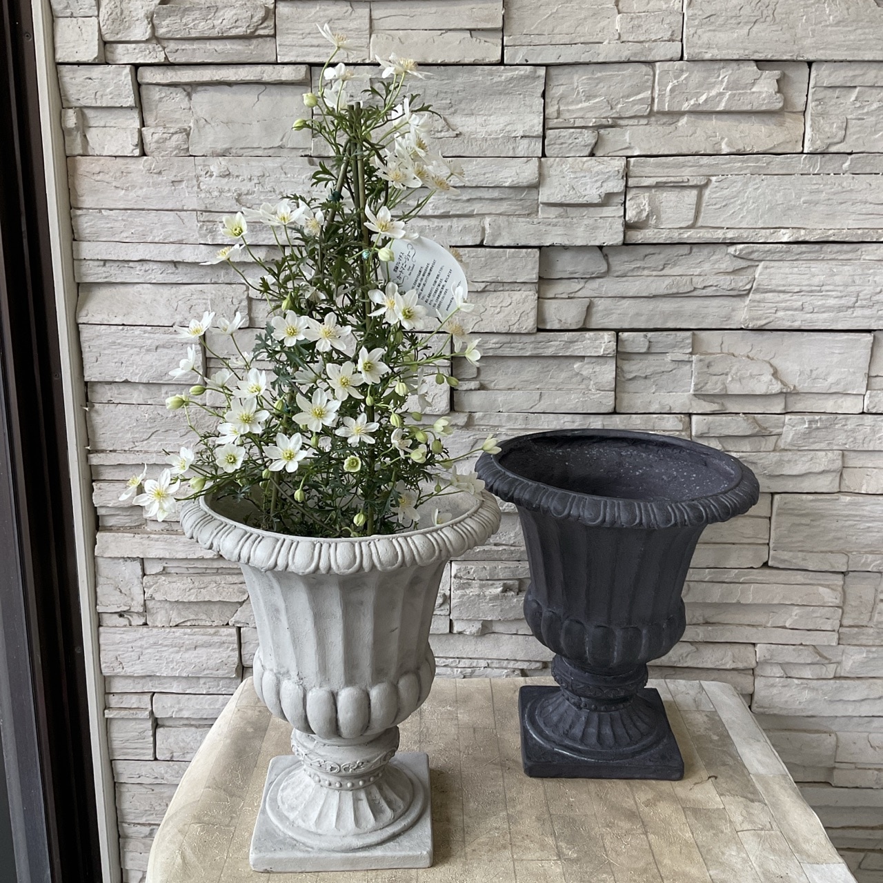 クレマチス カートマニージョ 鉢植え 選べる鉢色 | 鉢花・花苗 | 橋本