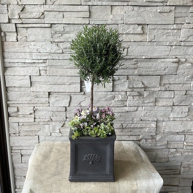 【母の日ギフト2024 ローズマリー株元寄せ植え】