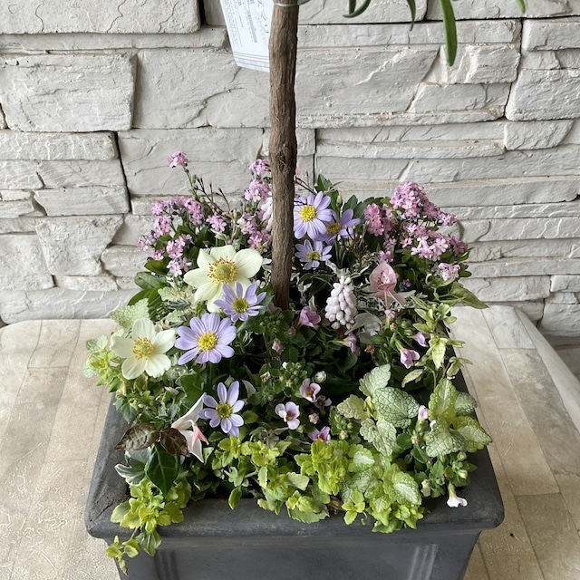 【母の日ギフト2024 ローズマリー株元寄せ植え】