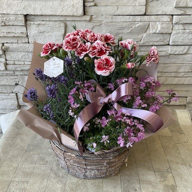 母の日ギフト】カーネーションとラベンダーの寄せ鉢 | GIFT | 橋本種苗