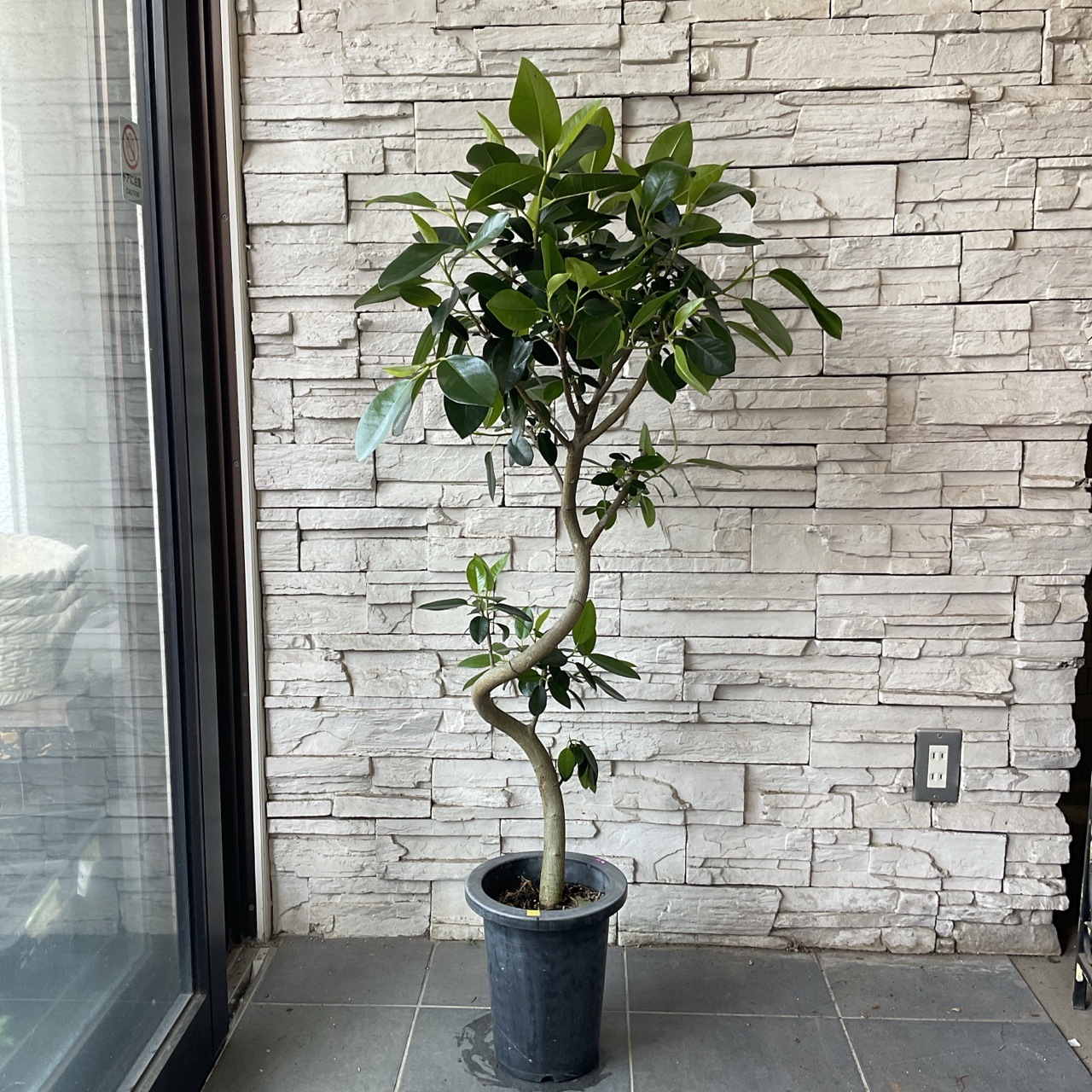 観葉植物 大型 フィカス・フランスゴム（曲げ） / 7寸・約W70cm×H120cm