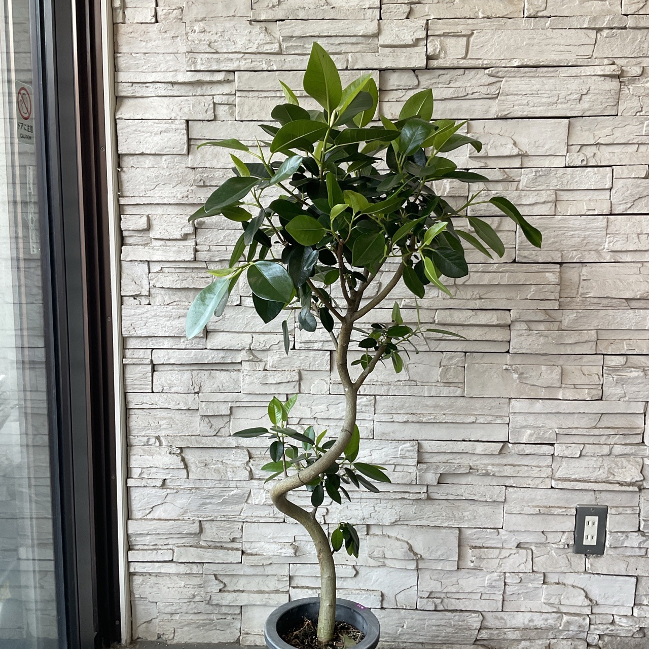 送料無料】【観葉植物】フランスゴム 7寸鉢 | 観葉植物 | 橋本種苗園