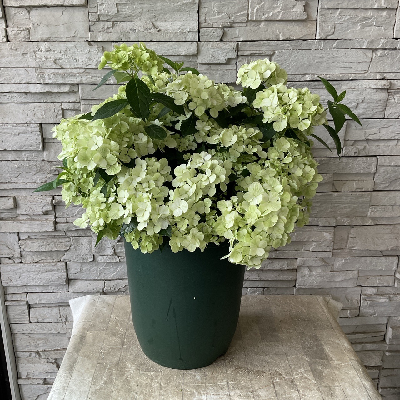 送料無料】アジサイ ハイドランジア シャンデリー二 10号鉢 | 鉢花