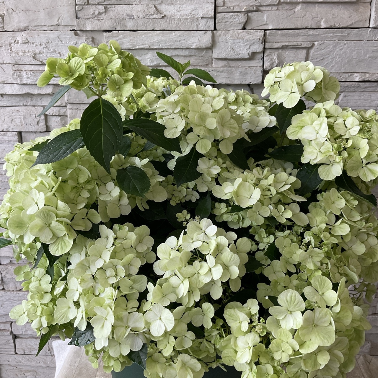 送料無料】アジサイ ハイドランジア シャンデリー二 10号鉢 | 鉢花