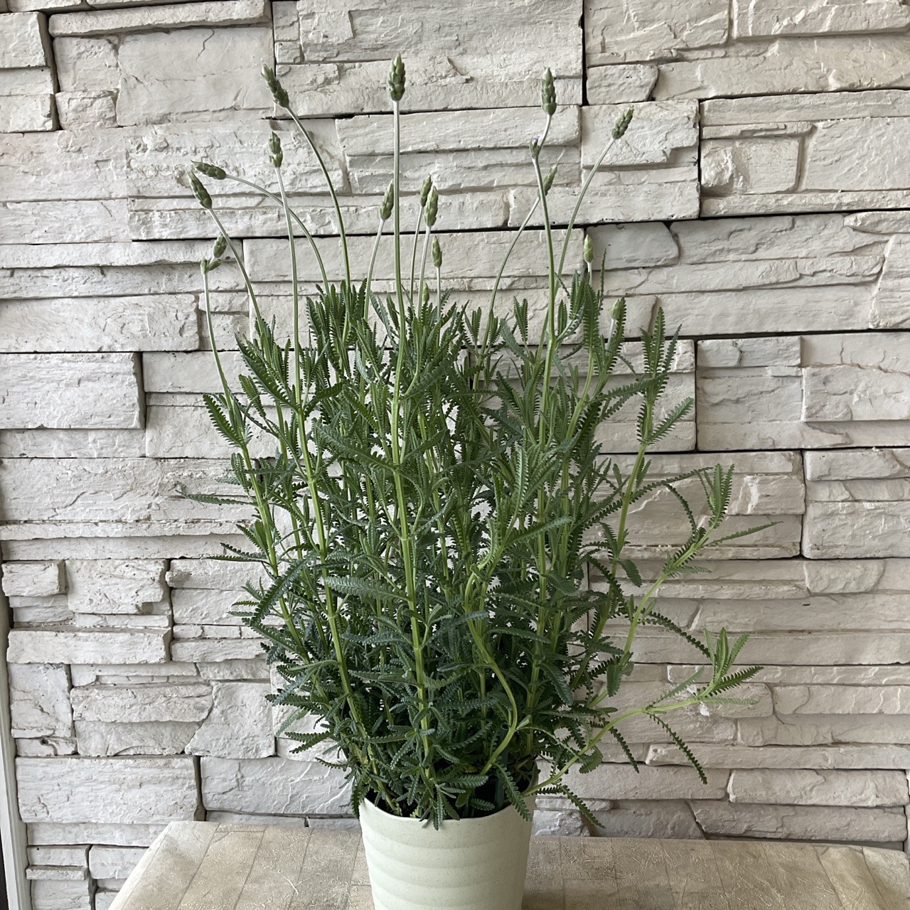 ラベンダー 鉢 母の日 ギフト イングリッシュラベンダー 鉢植え5号鉢