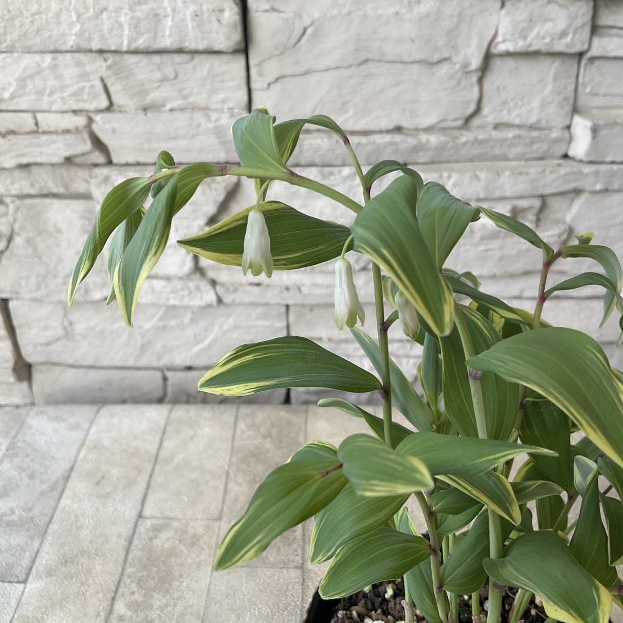 ナルコユリ 3.5寸ポット | 鉢花・花苗 | 橋本種苗園オンラインストア