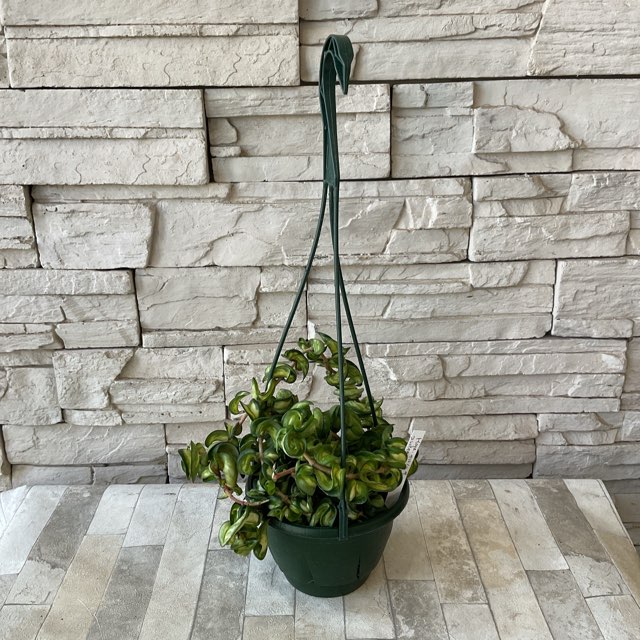 ホヤ カルノーサ コンパクタ バリエガータ | すべての商品 | 橋本種苗