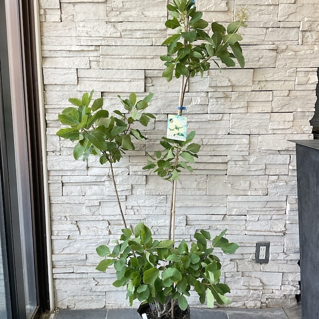 スモークツリー苗・苗木（ホワイトボール）4号 L 送料込み】スモーク