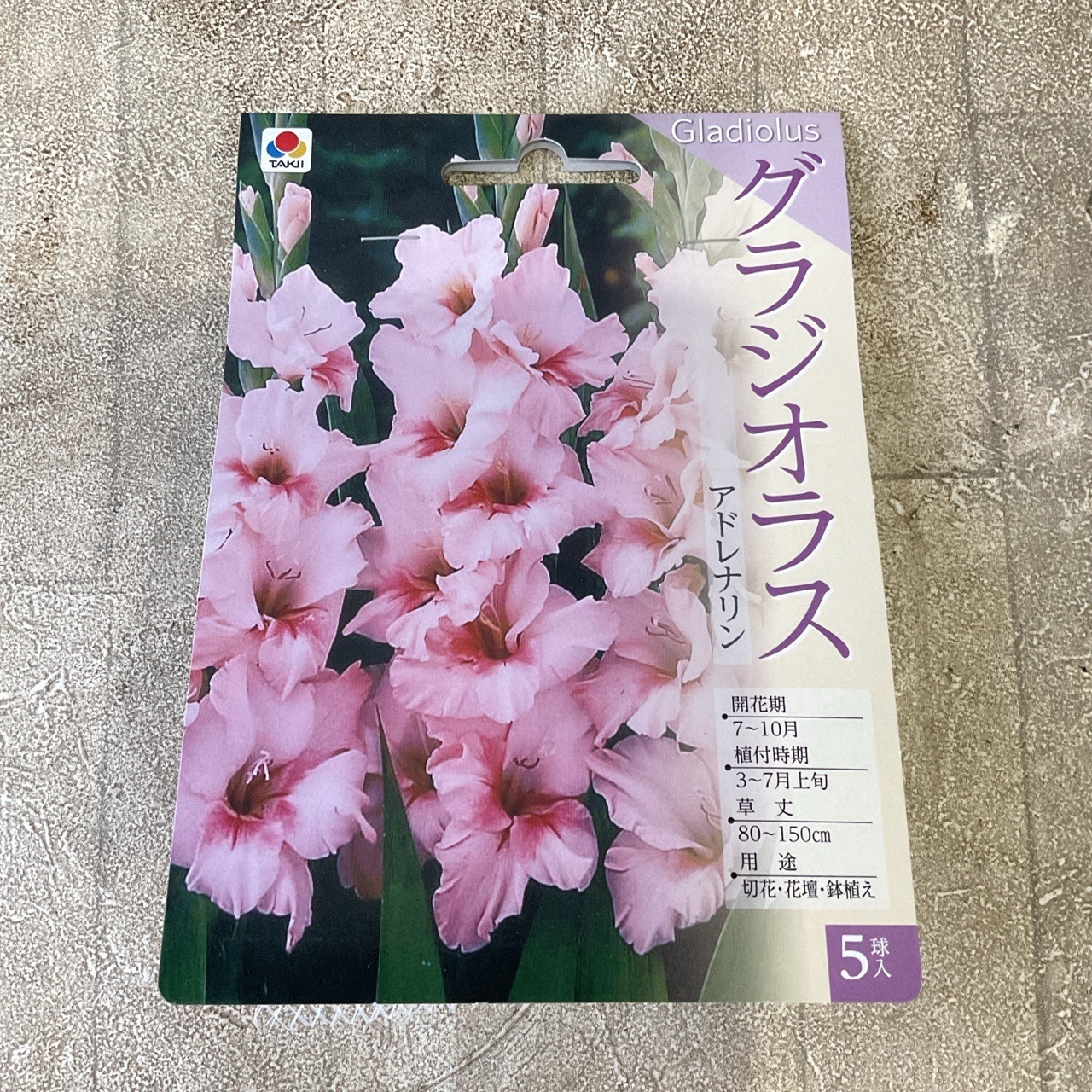 球根】グラジオラス ピンク 5球 タキイ種苗 | 球根 | 橋本種苗園 