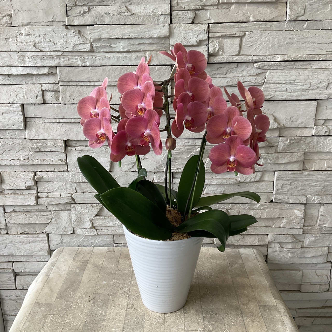 【送料無料】胡蝶蘭　オレンジガール ６寸鉢