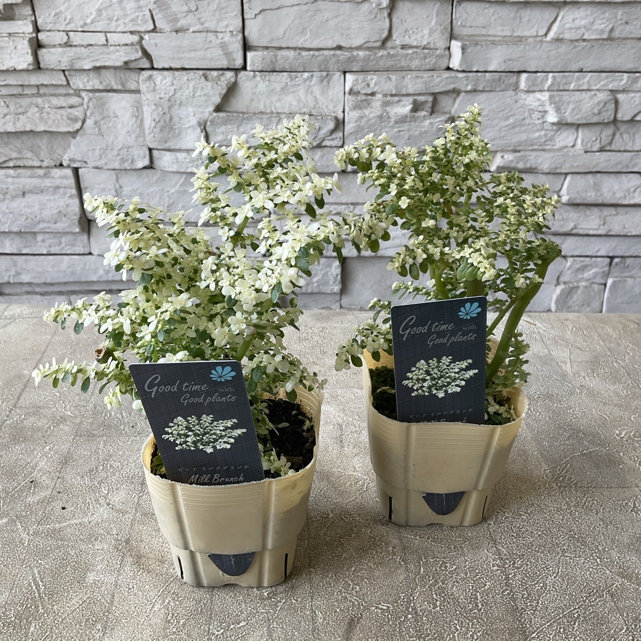 見切品 斑入り葉が緑葉になっている】【レア植物】ピレア ミルク