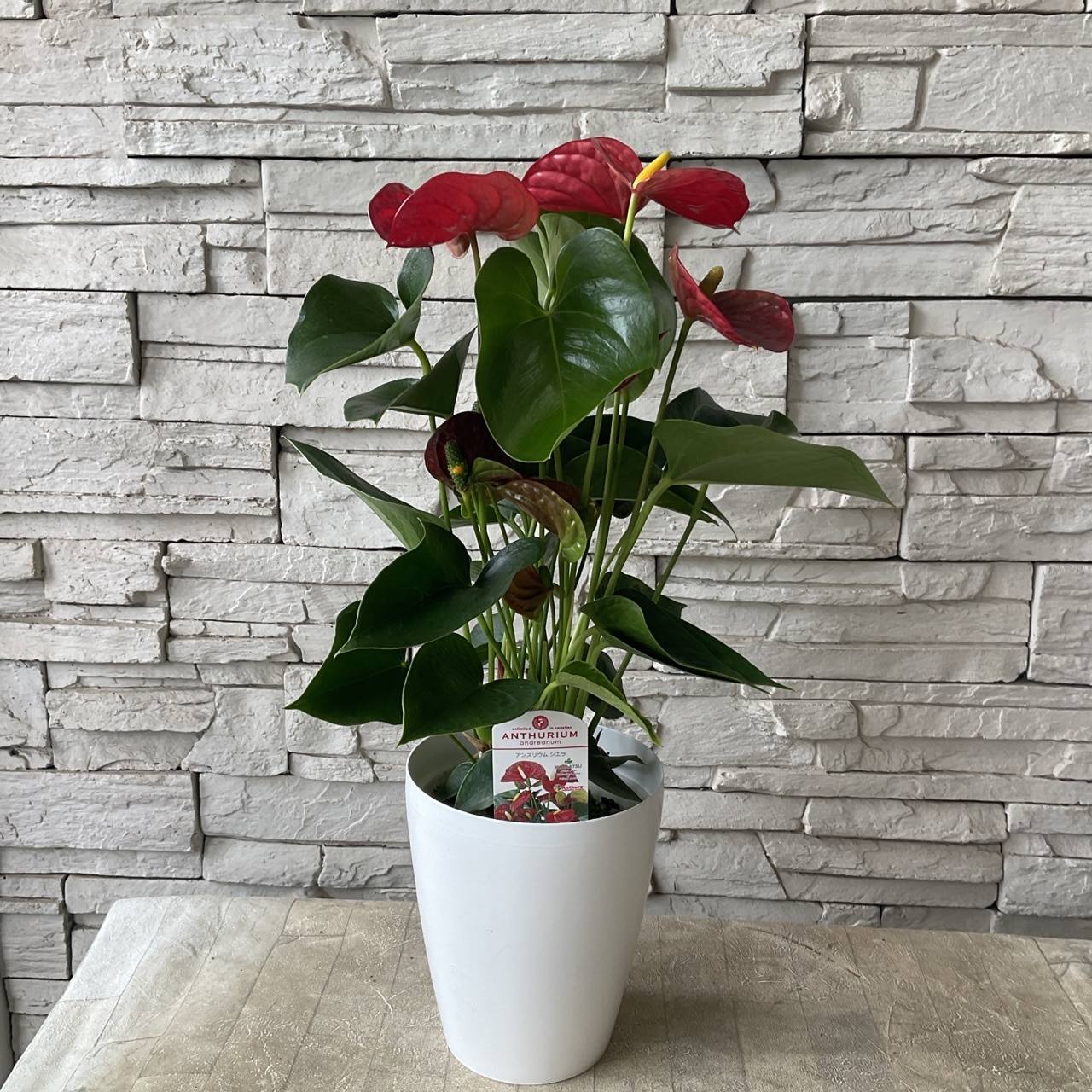 アンスリウム シエラ 6寸鉢 | 観葉植物 | 橋本種苗園オンラインストア