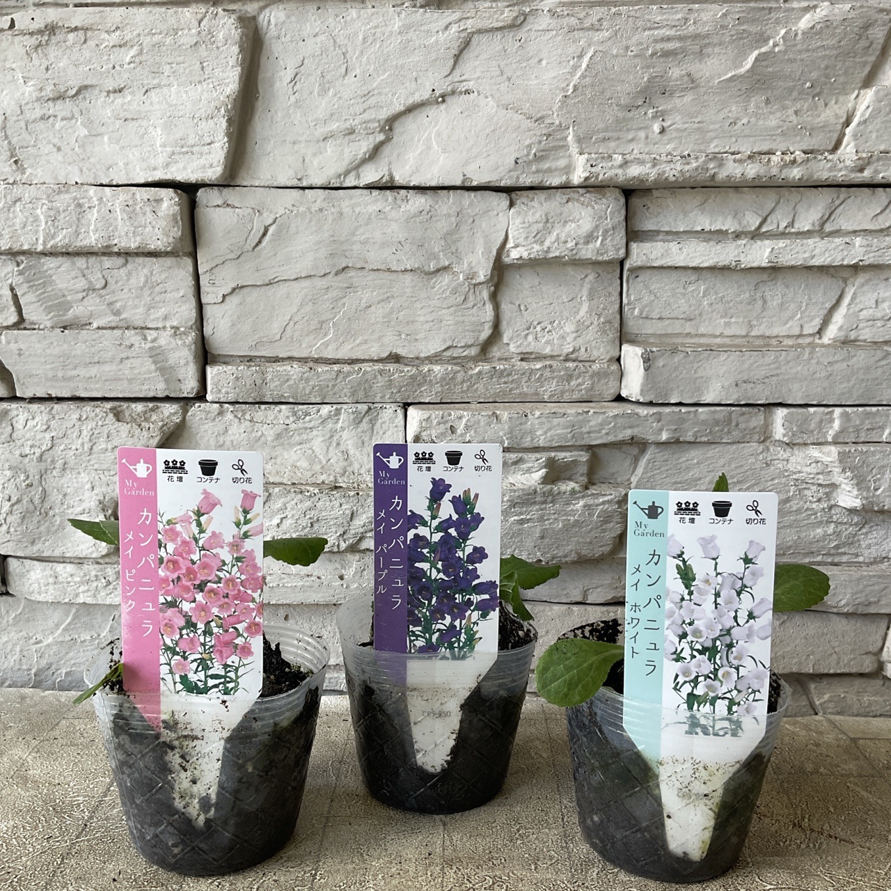 月が注ぐ花 9276-1616-