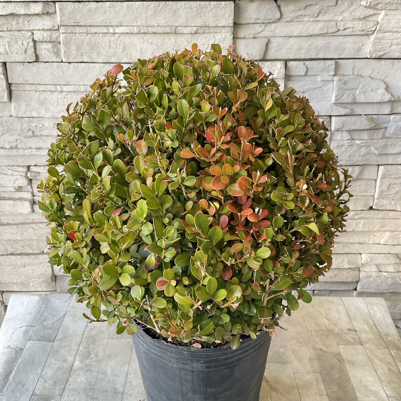 予約販売】【送料無料】ツゲ ボックスウッド 7寸ポット | 鉢花・花苗