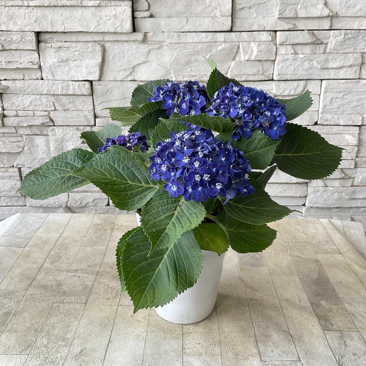 アジサイ ネイビーブルー 4寸鉢 | 鉢花・花苗 | 橋本種苗園オンライン