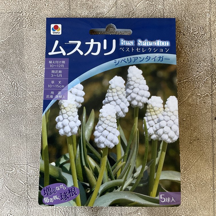 球根】ムスカリ シベリアンタイガー | 球根 | 橋本種苗園