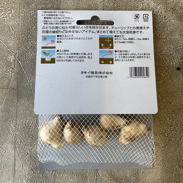 【球根】ムスカリ　シベリアンタイガー