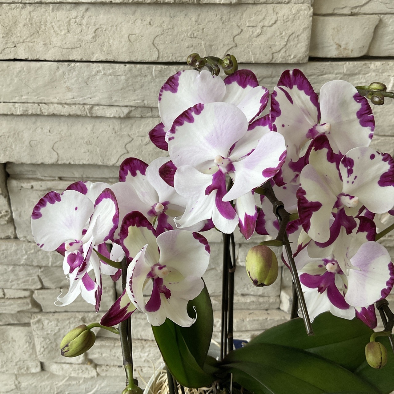 【送料無料/新品】 | 5寸鉢 ダルメシアン 送料無料】ミニ胡蝶蘭 鉢花・花苗 橋本 | その他