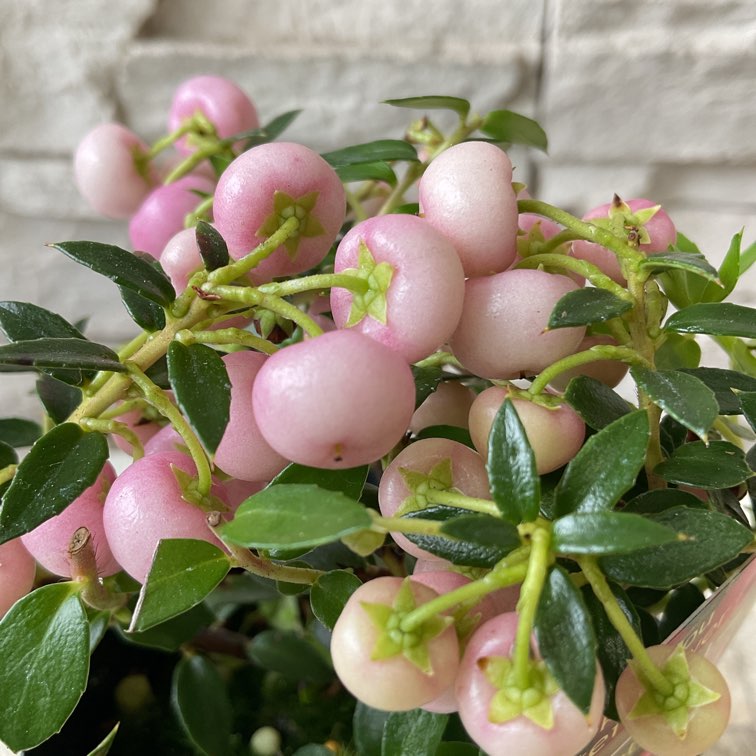 ハッピーベリー 選べる♪3色 | 鉢花・花苗 | 橋本種苗園オンラインストア