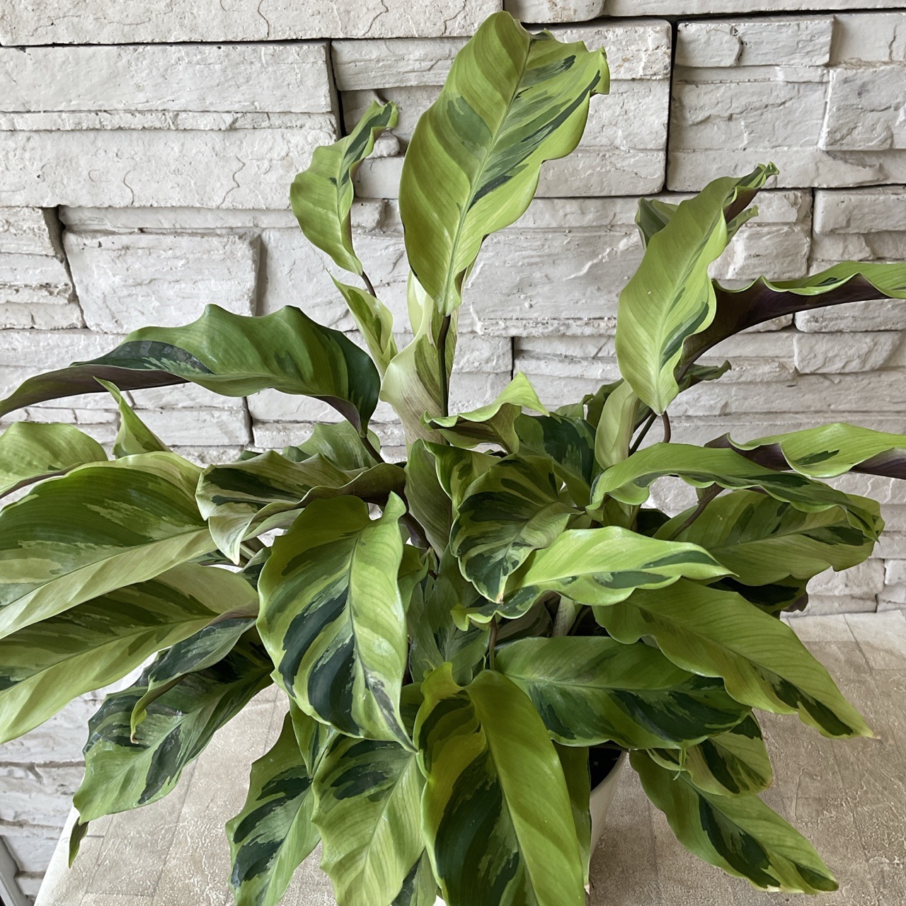 観葉植物】カラテア タイビューティー 5寸鉢 | 観葉植物 | 橋本種苗園