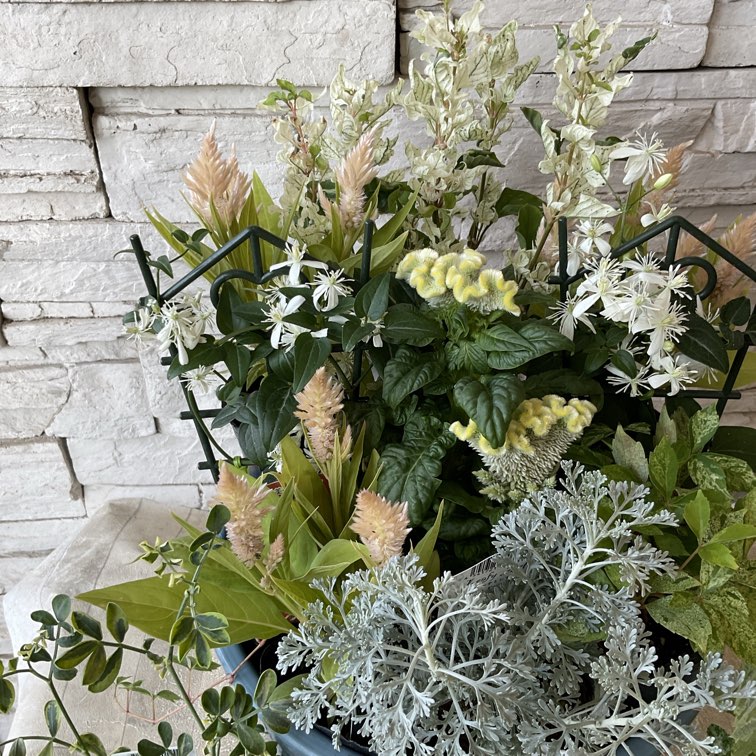 自分で作る寄せ植え苗セット】優しいグリーンとオレンジの寄せ植え