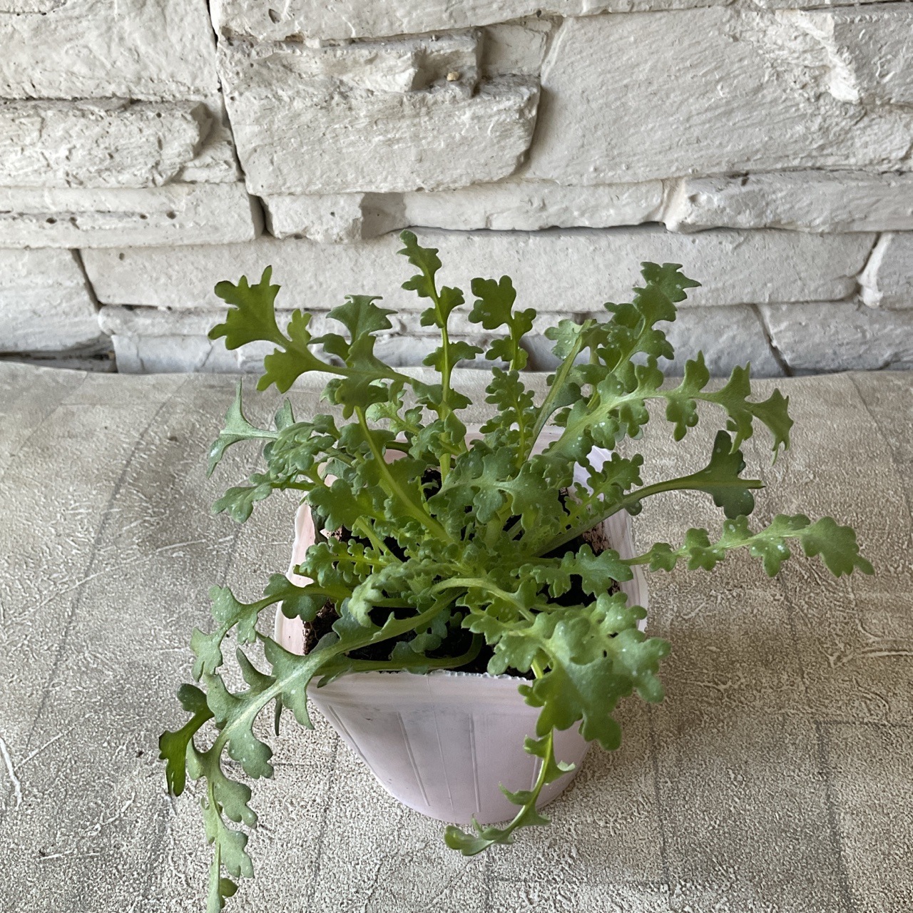 ネモフィラ ハイズブルー 3寸ポット | 鉢花・花苗 | 橋本種苗園