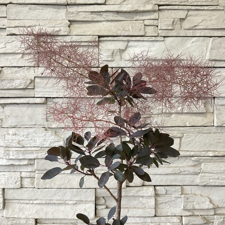 スモークツリー ベルベットクローク/307 【公式通販】