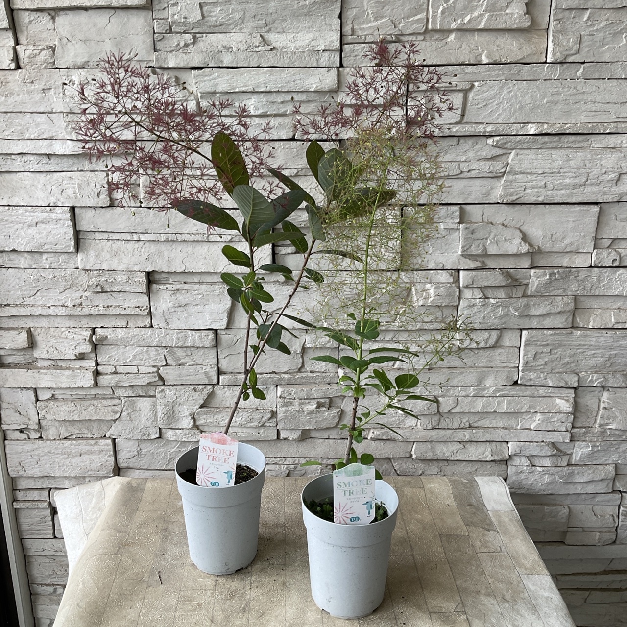 RW3スモークツリー赤·白花 接木高さ70cm鉢物大苗2品種セット RW2スモークツリー赤·白花 接木高さ70cm鉢物大苗2品種セット