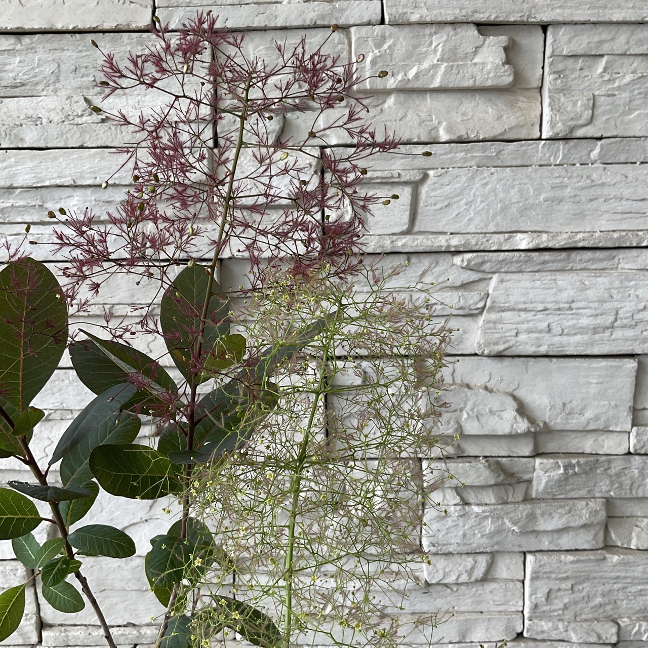 SALEスモークツリー 選べる♪2品種 2420円→1700円 | 鉢花・花苗