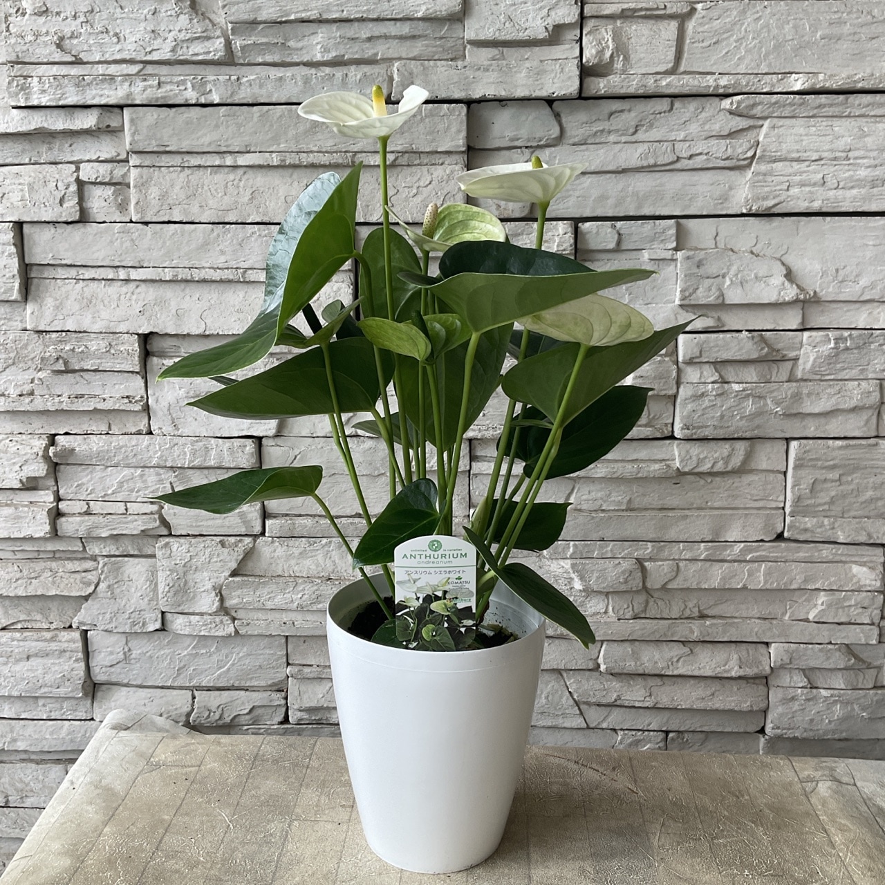 プルメリア訳あり11鉢 4号鉢ラベル紛失一つ有り　輸送中の葉痛み予想されます プルメリア訳あり11鉢 4号鉢ラベル紛失一つ有り 輸送中の