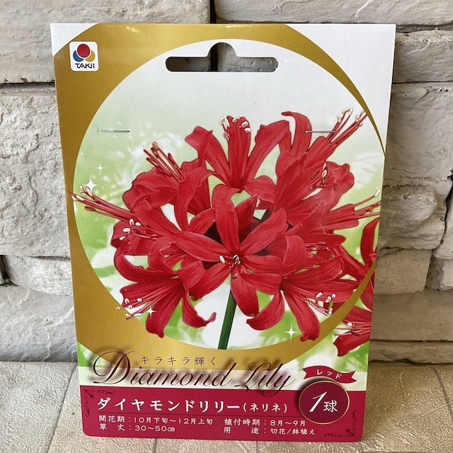 【見切品　植え付け時期を過ぎている】【球根】ダイヤモンドリリー　タキイのタネ　選べる♪5色