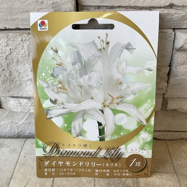 見切品 植え付け時期を過ぎている】【球根】ダイヤモンドリリー タキイ