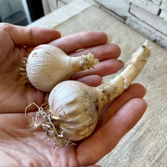 見切品 植え付け時期を過ぎている】【球根】ダイヤモンドリリー タキイ