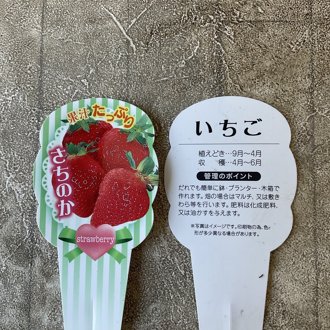 イチゴ　さちのか　 3寸ポット