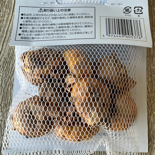 【球根】グラジオラス　グリーンアイル　サカタのタネ