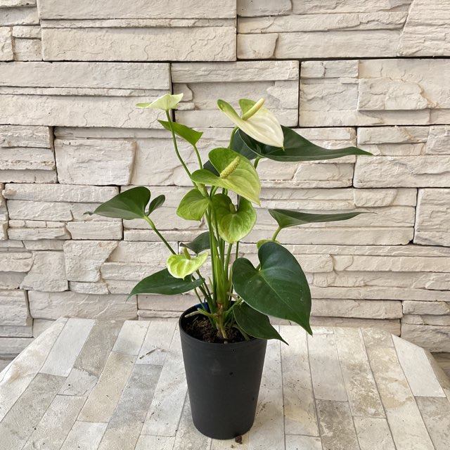 観葉植物】アンスリューム アンドレアナム 4号鉢 | 鉢花・花苗 | 橋本