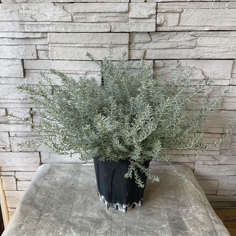 ウエストリンギア　ポリゴンポット植え替え品/ 680 ウエストリンギア ポリゴンポット植え替え品/ 680