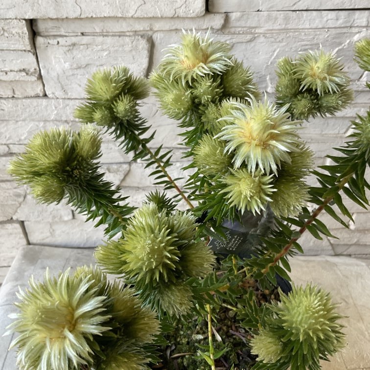 フィリカ プベッセンス ワフトフェザー 5寸鉢 | 鉢花・花苗 | 橋本種苗