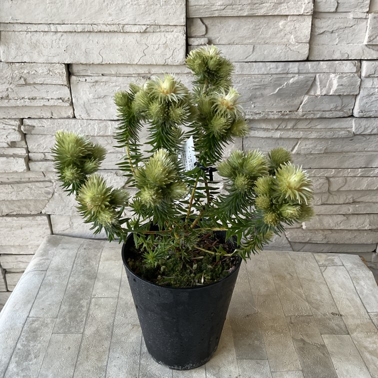 フィリカ プベッセンス ワフトフェザー 5寸鉢 | 鉢花・花苗 | 橋本種苗