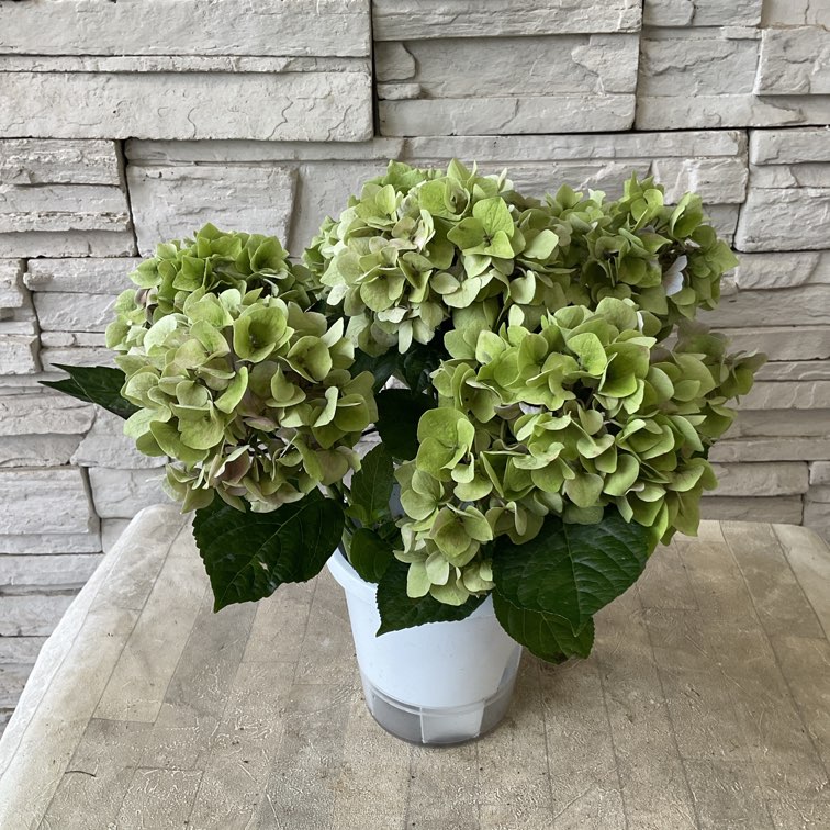 秋色アジサイ 4寸鉢 | 鉢花・花苗 | 橋本種苗園オンラインストア