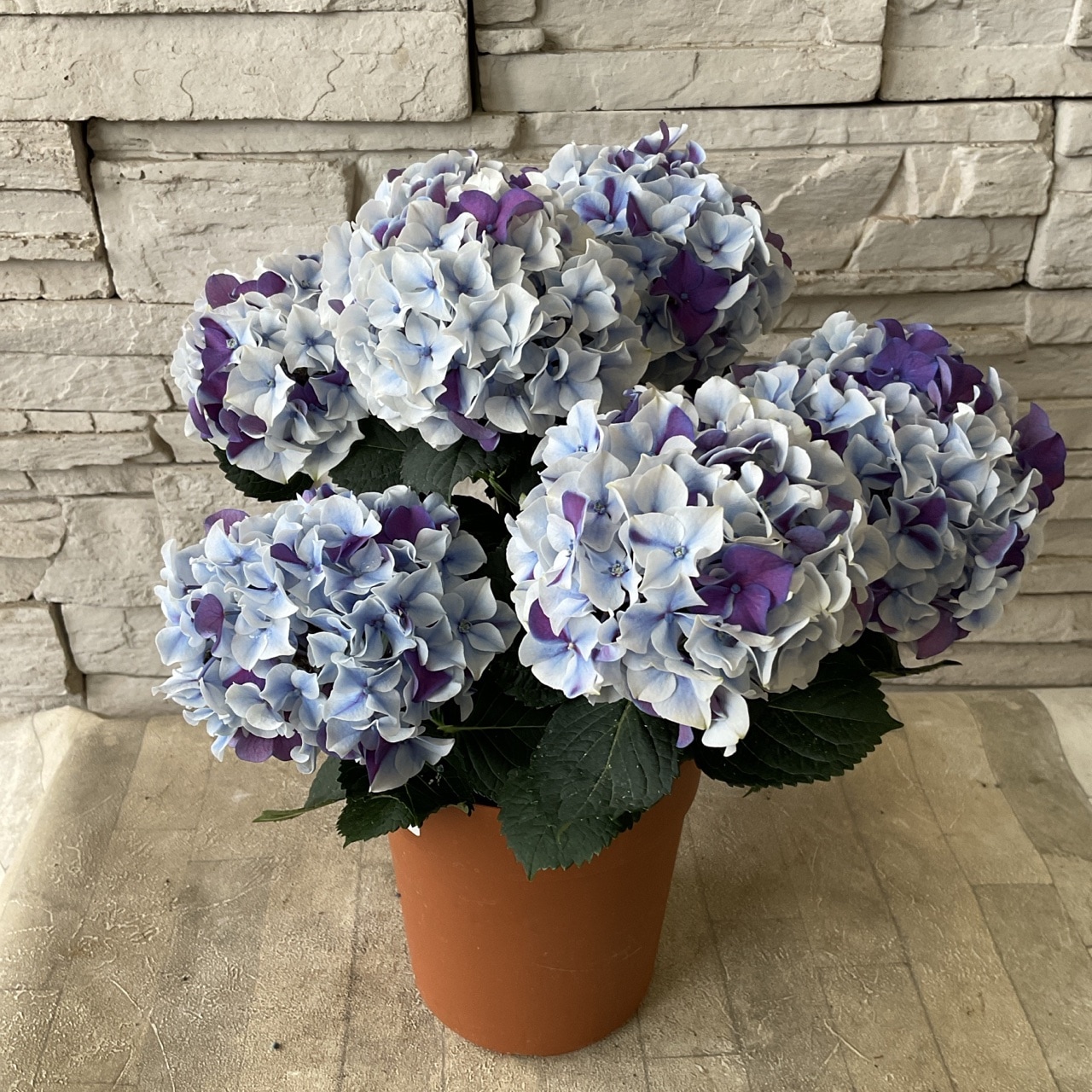 S様専用 紫陽花 ホットチボリマーブル ツリー仕立て ピンク ブルー 2