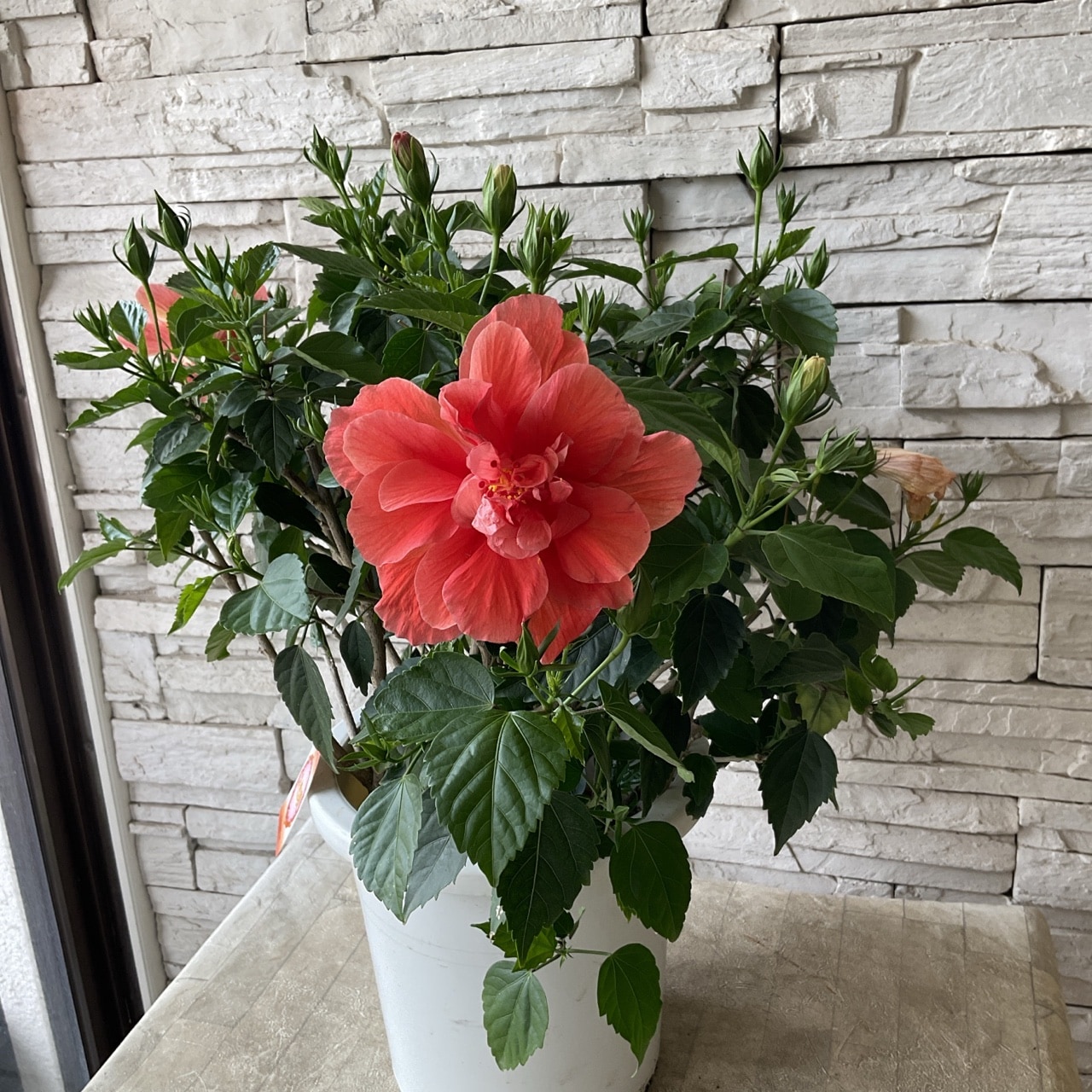 送料無料】2色咲ハイビスカス 8寸鉢 | 鉢花・花苗 | 橋本種苗園