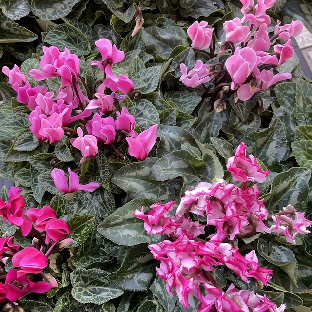 ガーデンシクラメン 選べる4色 | 鉢花・花苗 | 橋本種苗園