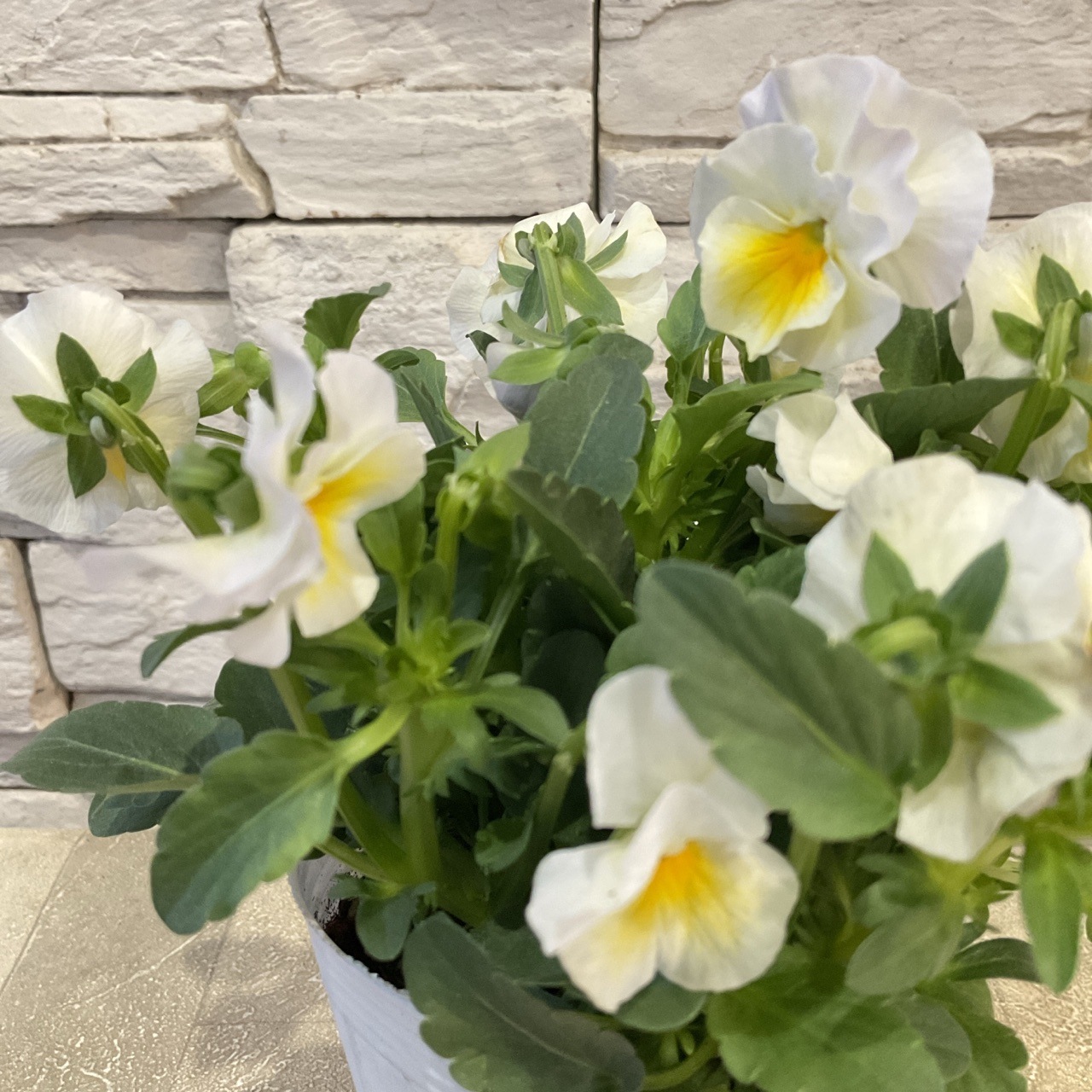 satoko【現品・ポットまま発送】変わり咲きビオラ試作品24 satoko様専用【現品・ポットまま発送】変わり咲きビオラ試作品24 現品