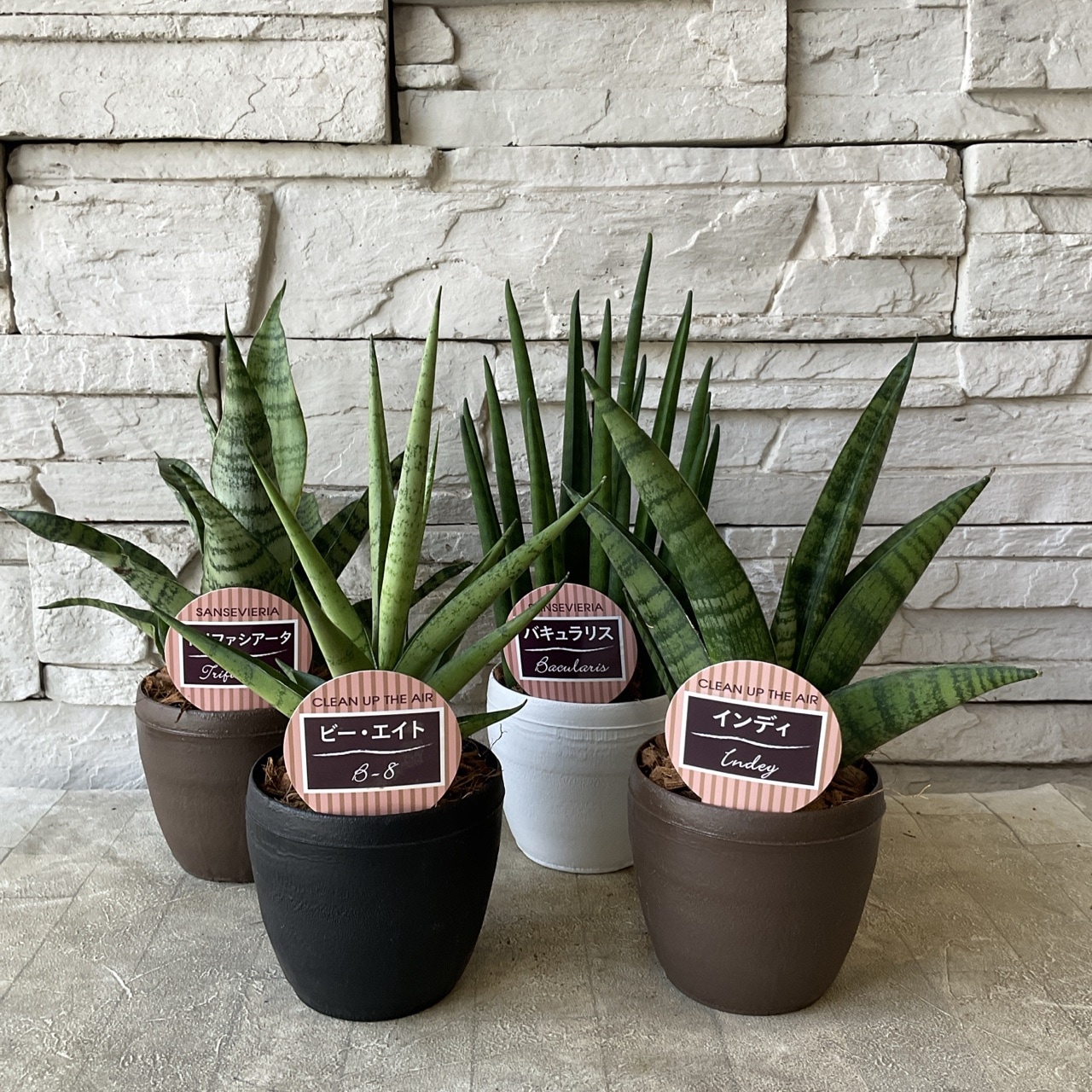 サンスベリア スリ パトゥム / サンセベリア 全商品同梱可能 年内最後