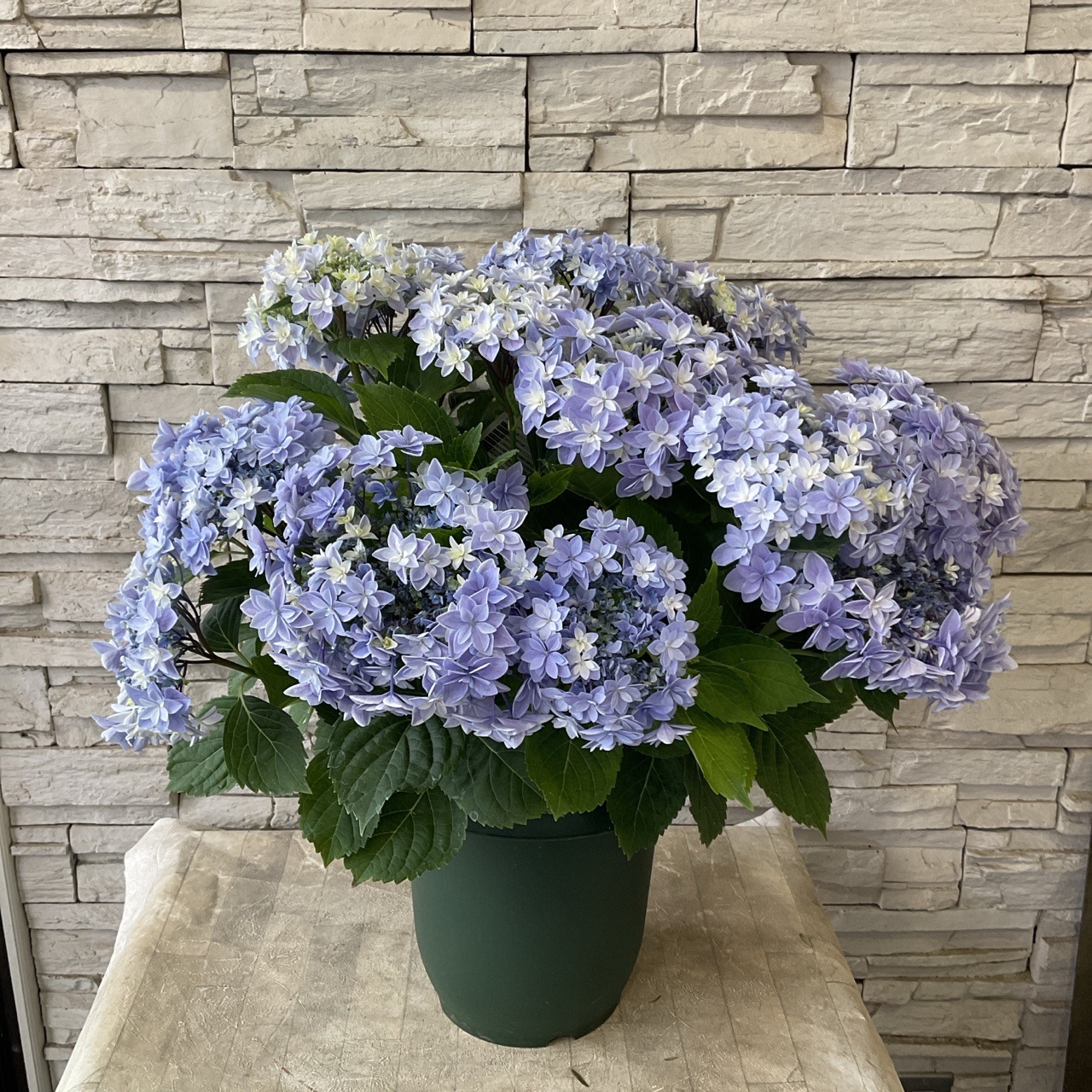 母の日ギフト】【ラッピング・化粧箱付き】紫陽花 ダブルダッチ