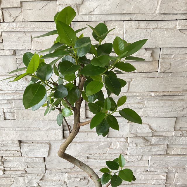 観葉植物】フランスゴム 5寸鉢 | 観葉植物 | 橋本種苗園オンラインストア