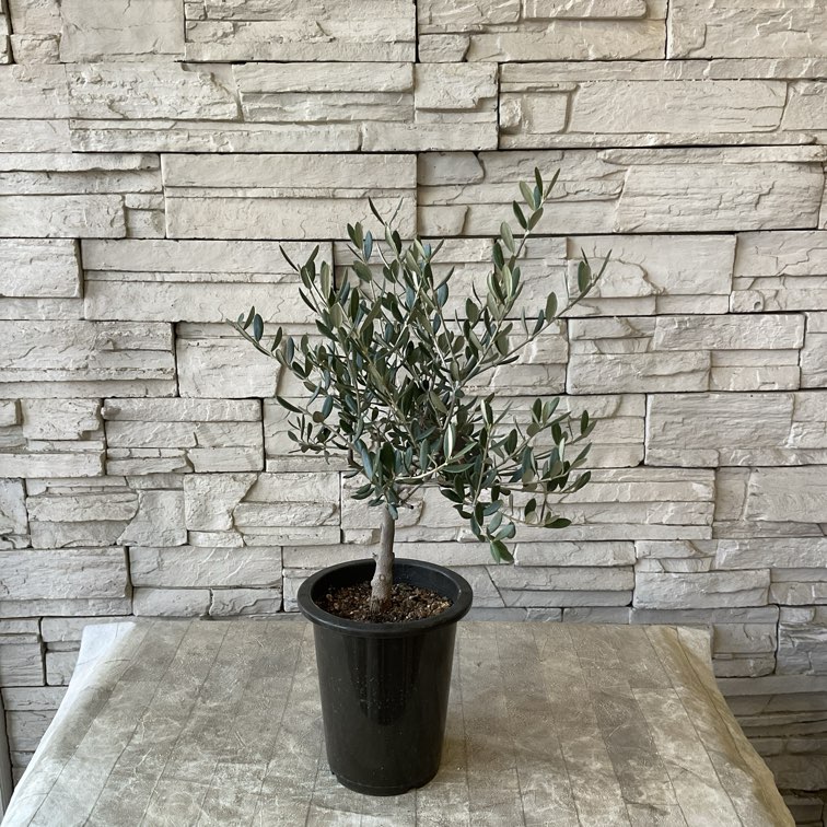 souju】香川県産オリーブの木 マンザニロ 5号鉢 76 | オリーブの木