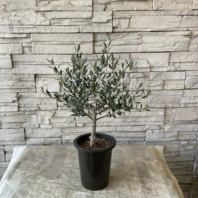 souju】香川県産オリーブの木 マンザニロ 5号鉢 76 | オリーブの木